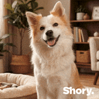 Petinsurance GIF by getShory