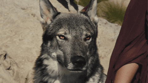 Wolf GIF by Lobos 1707 Tequila