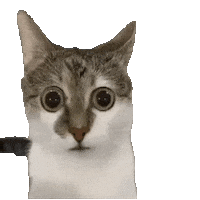 Shocked Cat Sticker