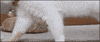 cat ninja GIF