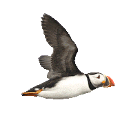 flying fly away Sticker by Reyka Vodka