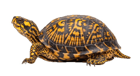 Guinea Pig Love Sticker