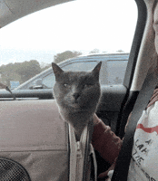 Cat Staring GIF