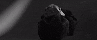 Imperfections GIF by Celine Dion