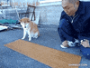 dog help GIF