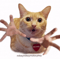 Give Me Cat GIF