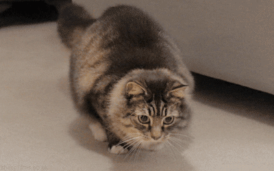 Video gif. Eager cat shakes their butt in anticipation, staring intently. Their head doesn't move at all but their whole body wiggles in excitement.