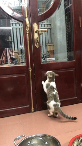 Clever Cat Called to Open Closed Door