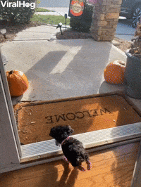 Happy Two-Legged Puppy