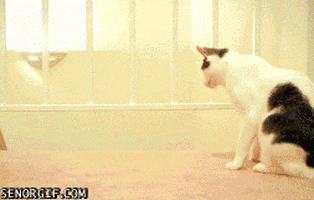 scared cat GIF by Cheezburger