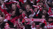 football soccer GIF by 1. FC Köln