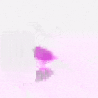 Brrd GIF
