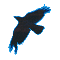 Bird Sky Sticker by taakk official
