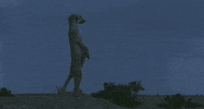 meerkat GIF