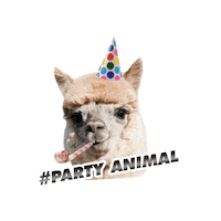 NTI-opleidingen party feest feestje studeren Sticker