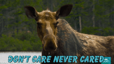 I Dont Care Idc GIF by chuber channel