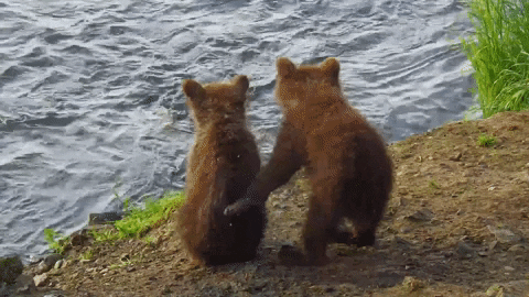 GIF by explore.org