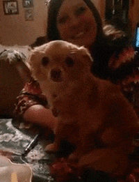 dogs lol GIF by America's Funniest Home Videos