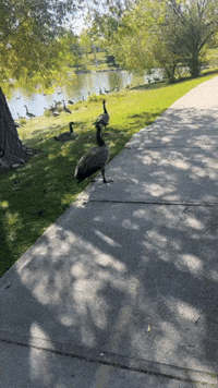 Hissing Back Off GIF by tinywiings