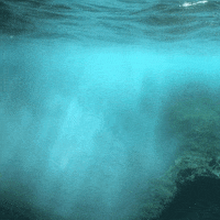 art fish GIF by Waywardteacup