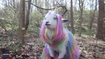 Farmer Dresses Her Goat as a 'Goaticorn'
