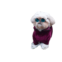 Mood Jedi Sticker by Pawmiscuous