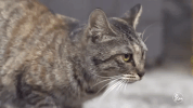cat what GIF