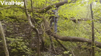 Crossing a River Using a Tree Doesn't go as Planned
