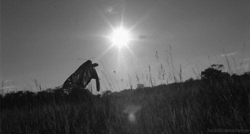 black and white butterfly GIF by Head Like an Orange