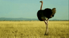 Serengeti GIF by Discovery