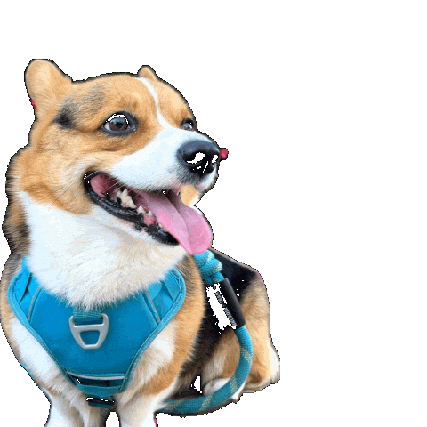 Corgi Milo Sticker