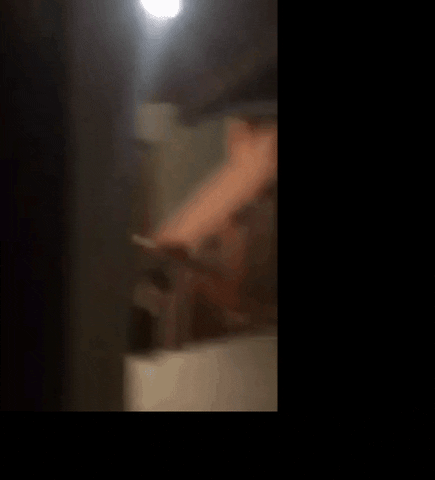 euronews giphyupload bear house california GIF