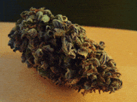 klchaps GIF