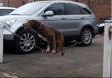 act balancing GIF