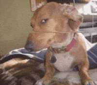 Side Eye Dog Meme GIF by dnewmie