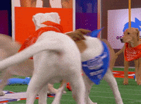 Animal Planet GIF by Puppy Bowl