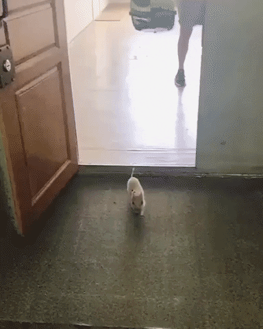 Fail GIF by JustViral.Net