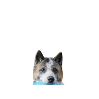 Dog Treat Akita Sticker by healthybud