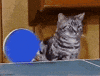 ping pong GIF