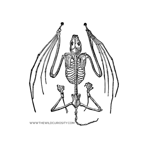 Natural History Halloween Sticker by The Wild Curiosity