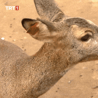 See You Kiss GIF by TRT
