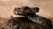 symphony for our world GIF by Nat Geo Wild 