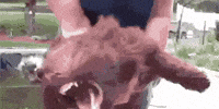 Angry Dog GIF
