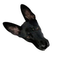 dog puppy Sticker by Roundhouse