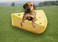 dog puppy GIF by Nebraska Humane Society