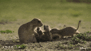 America Interrupt GIF by Nat Geo Wild