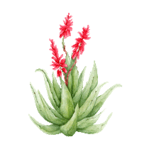 Italian Flowers Sticker by Very Wonder