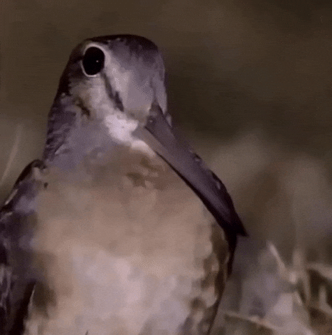 Confused Bird GIF