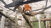 Red Panda GIF by The Toledo Zoo