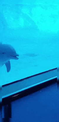 cuteanimalland giphyupload GIF